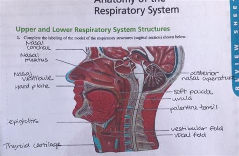 Solved Respiratory System Sheet Upper And Lower Respiratory