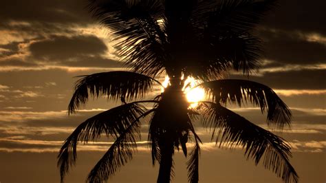Download Wallpaper 1920x1080 Palm Tree Sunset Twilight Dark Sea