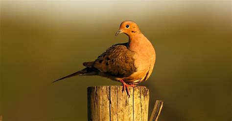 Species Profile Mourning Dove Mossy Oak Gamekeeper