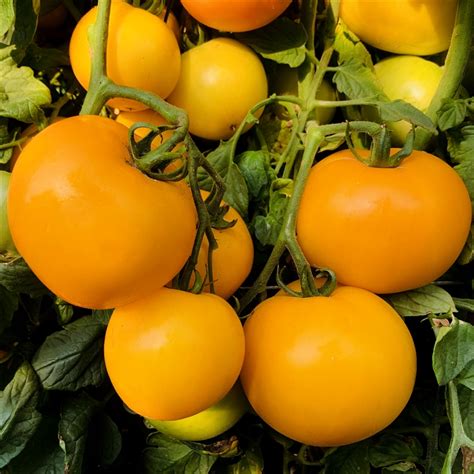 Manyel Heirloom Tomato Seeds Tomatofest Organic