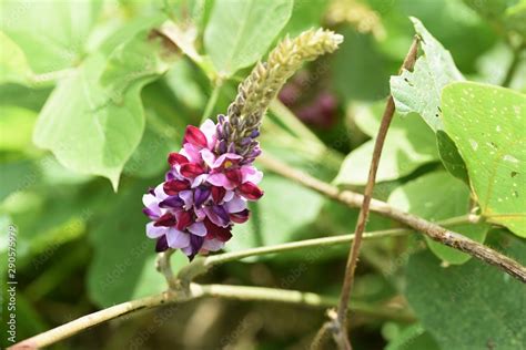 Foto De Kudzu Flowers In Japan Kudzu Roots Are Used As A Material