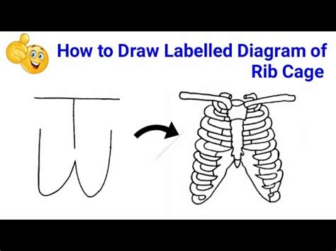 How To Draw Rib Cage In Human Step By Step How To Draw Rib Cage In