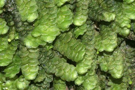 Mosses Lichens And Ferns West Virginia Botanic Garden