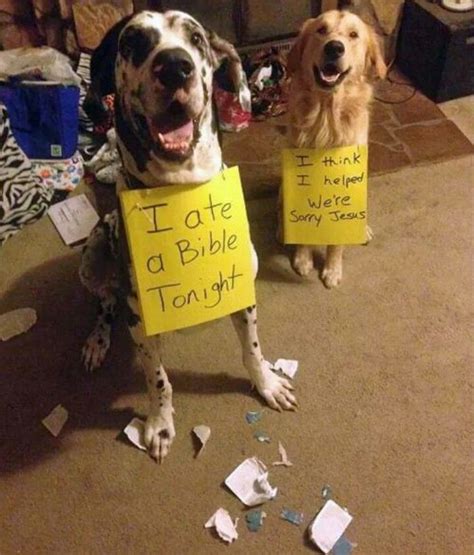 Golden Accomplice Lol Funny Animal Pictures Cute Funny Animals