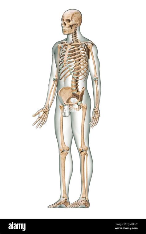 Vue Antérieure De Trois Quarts Du Système Squelettique Humain Précis