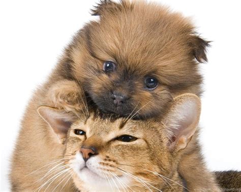 Cats And Dogs Wallpapers Funny Animals Dog And Cat