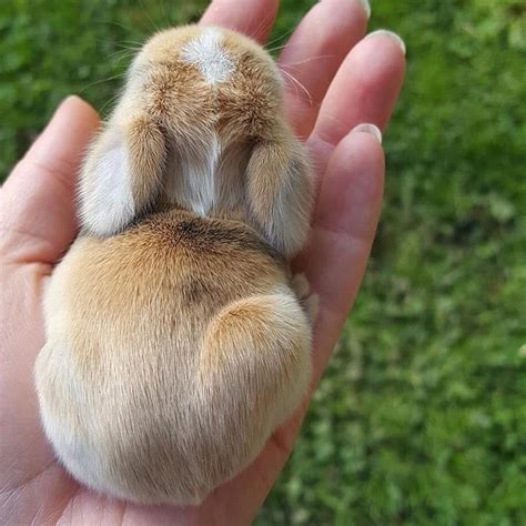21 Super Cute Tiny Bunnies That Will Melt Your Heart