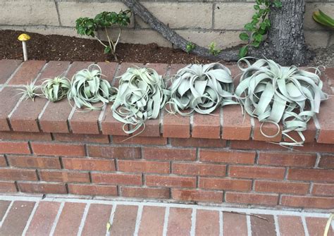 Botanists classify plants into several groups that have similar & distinguishing characteristics. 40 Stunning Photos Featuring Varieties and Types of Air Plants