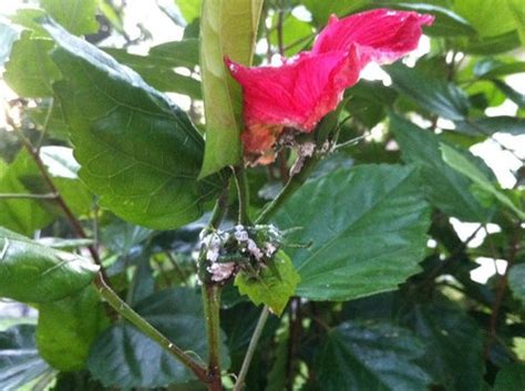 White Fungus On Hibiscus Buds