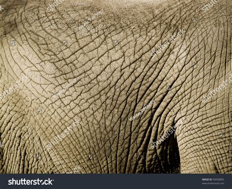 Close Elephants Wrinkled Skin Stock Photo 55650892 Shutterstock