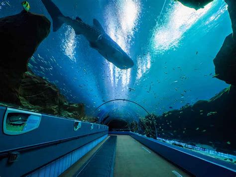 Indoor Oceans Georgia Aquarium Is Worlds Largest Tropical Travel Girl