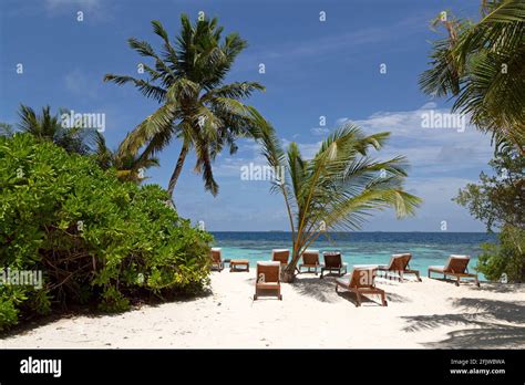 Sun Loungers By Palm Trees On The Beach At Bandos Island In The