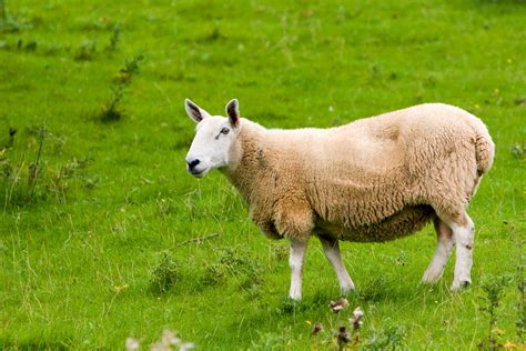 Sheep Free Stock Photo Public Domain Pictures