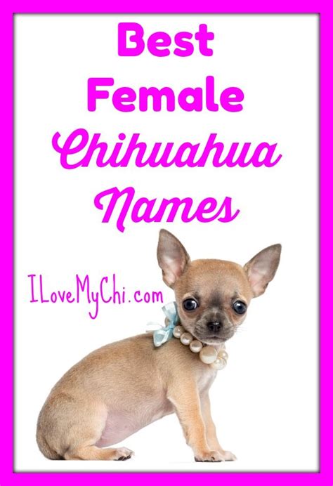 Choosing a name for your female puppy or dog requires a little inspiration and plenty of thought. Best Female Chihuahua Names | Chihuahua names, Teacup ...