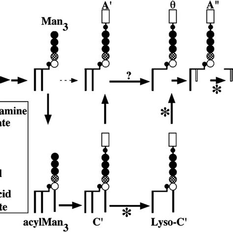 pathway of gpi myristoylation by fatty acid remodeling asterisks download scientific diagram