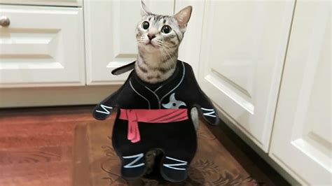 Ninja Kitty Youtube
