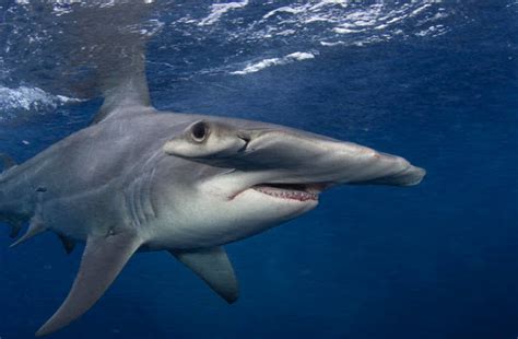 Hammerhead Shark The Biggest Animals Kingdom