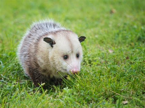 Dealing With Backyard Possum Problems How To Get Rid Of An Opossum