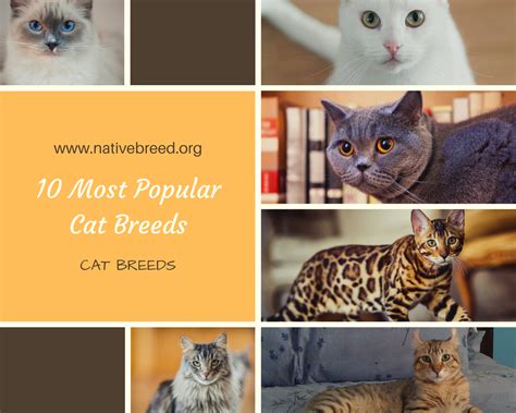 10 Most Popular Cat Breeds Native