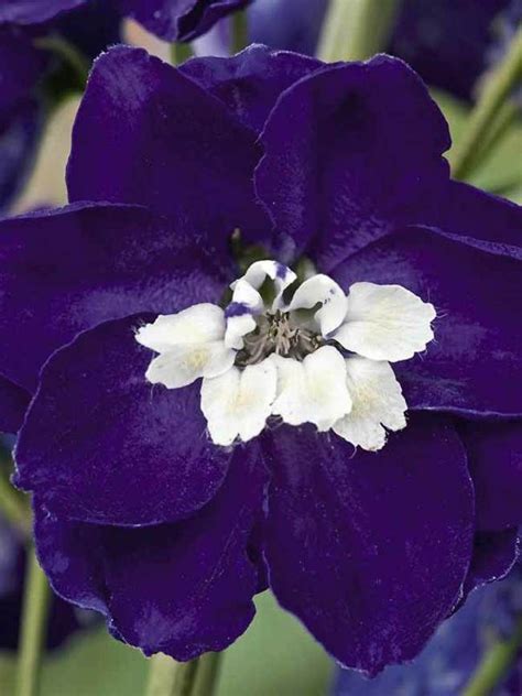 Delphinium Dark Blue White Bee Perennial Larkspur