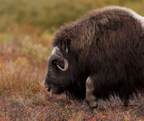 Musk Ox In Motion Musk Ox Big Animals Animals