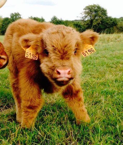 60 Best Cute Baby Cow Images Baby Cows Cute Baby Cow Cow