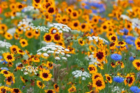 Types Of Wildflowers For Summer Gardens
