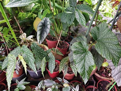 Types Of Begonia House Plants