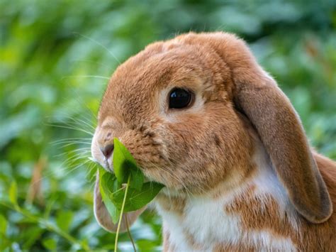 If your image file is not already a jpeg file, changing the file extension could break your file. Kanin - Djuraffär, Zooaffär, Zoobutik, Akvarium i Vetlanda ...