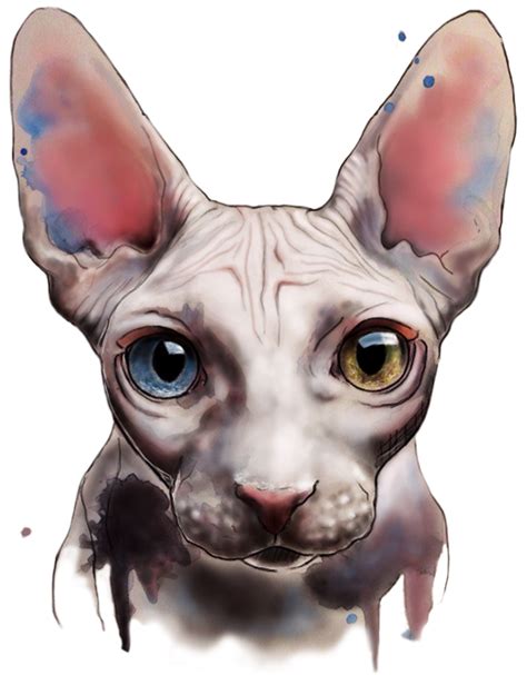 Sphinx. Watercolor and digital art by Elenn Freya. | Cat drawing, Cat