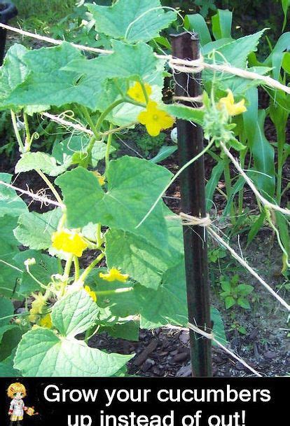 Grow Your Cucumbers Up With Trellises Instead Of Out Growing