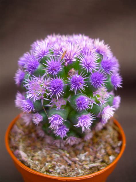 A muchos de nosotros los cactus pequeños nos resultan muy bonitos y muy económicos. Viveros Vangarden: Cactus de colores M-5.5: PÚRPURA