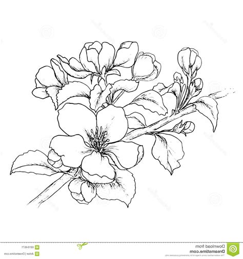 Cherry Blossom Branch Drawing At Getdrawings Free Download