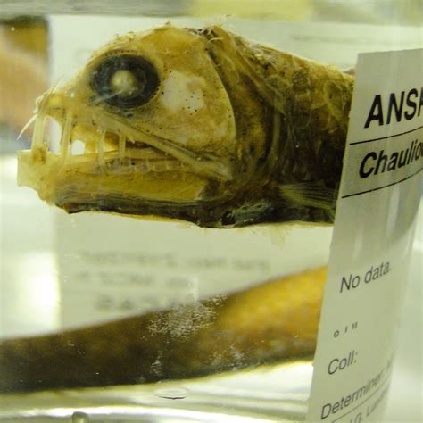 Ichthyology Research At The Academy Of Natural Sciences Of Drexel
