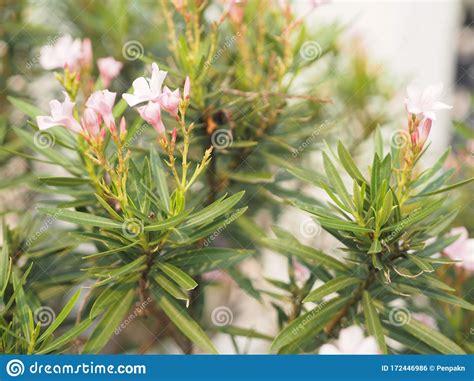 Sweet Oleander Rose Bay Nerium Indicum Mill Name Pink Flower Blooming