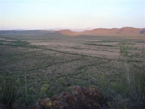 Dry Creek Bed With Cactus And Other Vegetation Picture Of Sonoran
