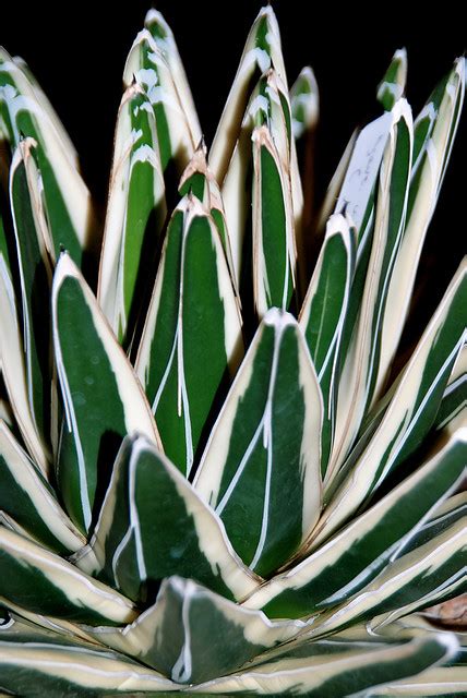 If you want additional general info about garlic such as how and when to harvest and cure it, check out the garlic farm website, which i found in my garlic research travels. Cactus Nursery - Genetic mutations in cacti