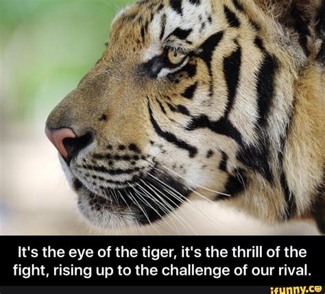 Its The Eye Of The Tiger Its The Thrill Of The Fight Rising Up To
