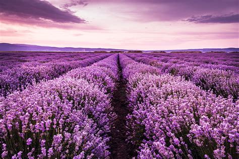 Purple Nature Field Lavender Hd Wallpaper Pxfuel