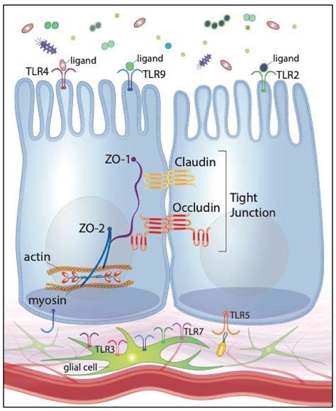 IJMS Free Full Text Probiotics Prebiotics And Epithelial Tight