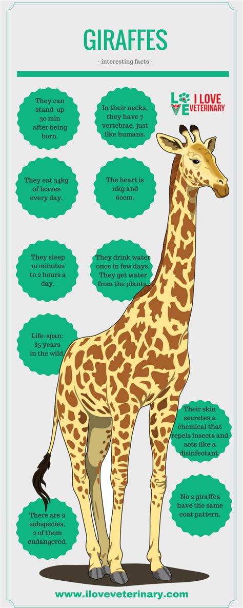 Giraffes Giraffe Lessons Giraffe Facts For Kids Fun Facts About