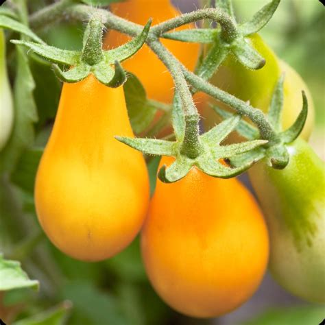 Yellow Pear Cherry Tomato Seeds Heirloom Untreated Non Gmo From Canada