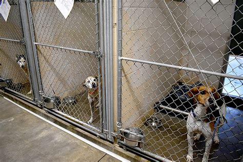 SPCA asks for help with overflow of pets at shelter | News, Sports ...