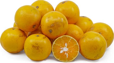 Texas Sweet Oranges Information Recipes And Facts