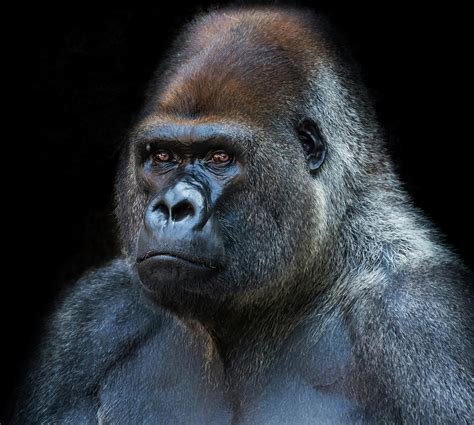 Portrait Of A Silverback Gorilla On Photograph By Haydn Bartlett