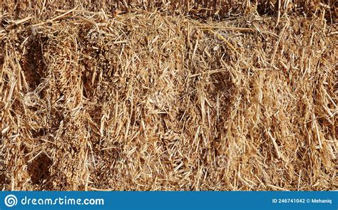 Dry Hay Straw Yellow Background Texture Dry Rice Straw Texture For