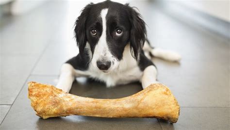Some countries eat cat meat regularly, whereas others have only consumed some cat meat in desperation during wartime or poverty. Is It Okay To Give My Dog A Bone? Which Bones Are Safe For ...