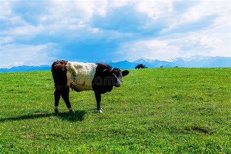 Cow Grazing On A Beautiful Green Meadow With Snowy Mountains In