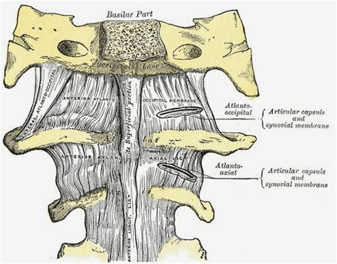 脊椎韌帶spinal Ligament 小小整理網站 Smallcollation