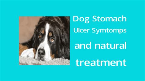 Dog Stomach Ulcer Symptoms And Natural Treatment Blogger Mamun